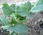 茎ブロッコリー_100419