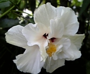 クラシックホワイト070816_2