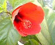 レッドスター081030