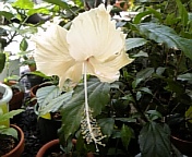 コーラルレモン070816