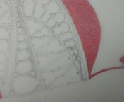 フィリグリー_100124-3