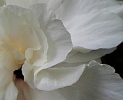 クラシックホワイト070816_5