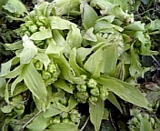 フキノトウ_100312