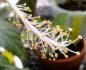 コーラルレモン070816_2