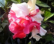 クラシックホワイト081021-3