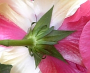 クラシックホワイト081021-4