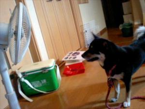 何だ？これは･･･？　