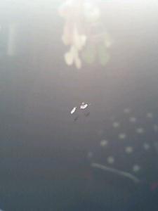 ちょっとアップで･･･