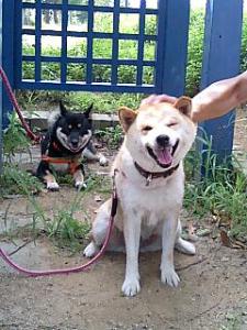 とぉちゃんマッサージを受けているあいちゃん！