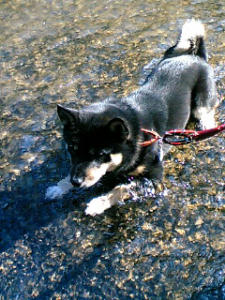 伏せをして･･･