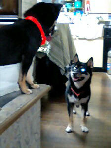 兄＆妹　の攻防戦！？