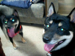 怪しく光る目が４つ！