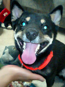 とぉちゃんマッサージ　２