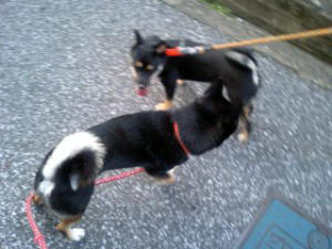 アヤちゃんと麻呂　その2