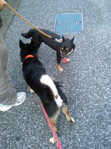 アヤちゃんと麻呂　その3