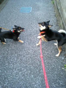 アヤちゃんと麻呂　その4