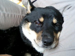 もう･･･好きにして！！