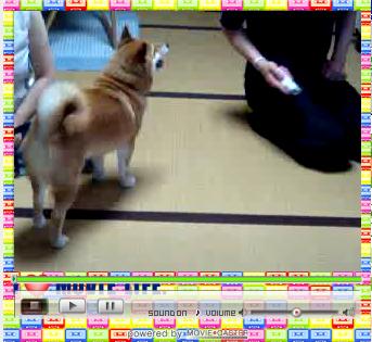 はる　ＶＳ　某新型電脳遊技機械