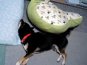 仰け反り　麻呂バウアー！