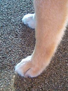はるちゃんの前足~♪