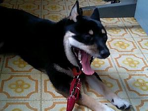 そんなに　カリカリせんとき～