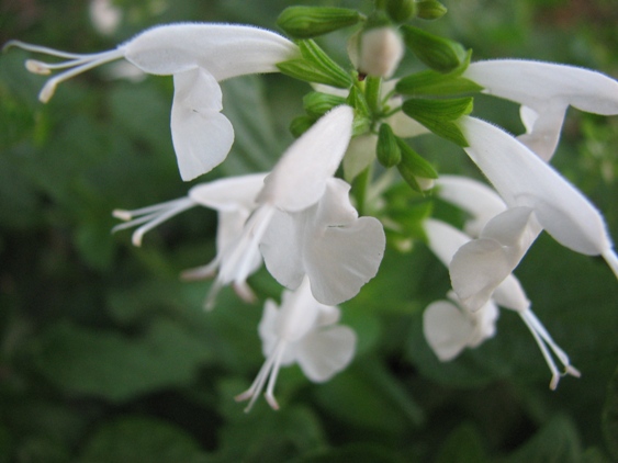 white-01