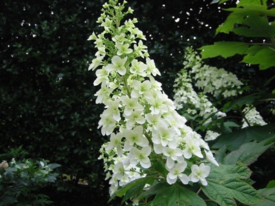 柏葉紫陽花（２）