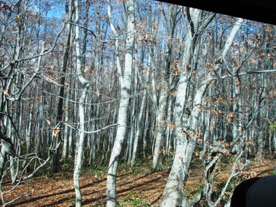 IMG_1429ss.JPG