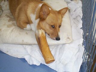 いじけミル