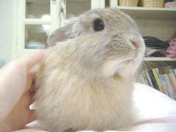 ﾅｷｳｻｷﾞ？