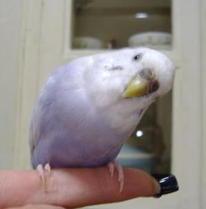 ﾗﾙ