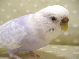 ﾏﾕｹﾞらる美