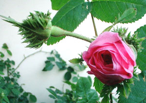 ｼｬﾎﾟｰﾄﾞ