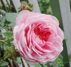 ｼｬﾎﾟｰﾄﾞ花