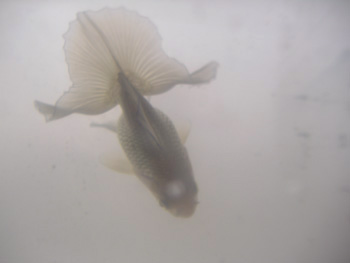 ｺﾈｺﾈちゃん