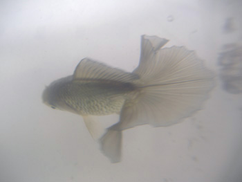 ｺﾈｺﾈちゃん１