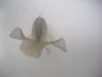 ｺﾈｺﾈちゃん２