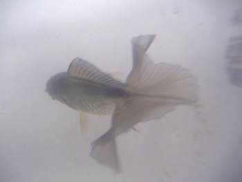 ｺﾈｺﾈちゃん３