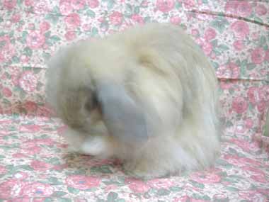 ﾊﾞﾊﾞﾊﾞｯ