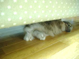 ｼﾌｫぺったん