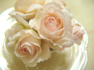 ｾﾊﾞｽﾁｬﾝｸﾅｲﾌﾟ