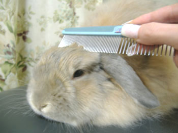 ｸﾞﾙｰﾐﾝｸﾞ