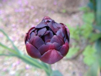 ﾌﾞﾗｯｸﾋｰﾛｰ