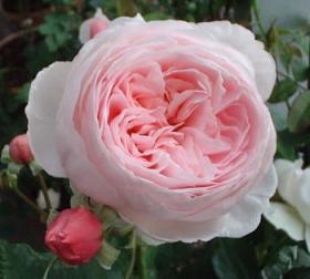 ｼﾞｪﾌﾊﾐﾙﾄﾝ