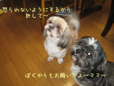 IMG_0414-a.jpg