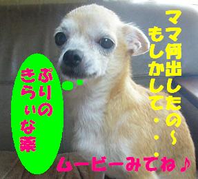 ぷりんご3 062.jpg