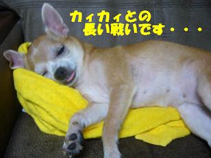 ぷりんご3 066.jpg