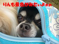 ぷりんご2 181.jpg