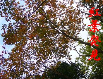 ぷりんご2 125.jpg