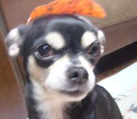 ぷりんご2 188.jpg